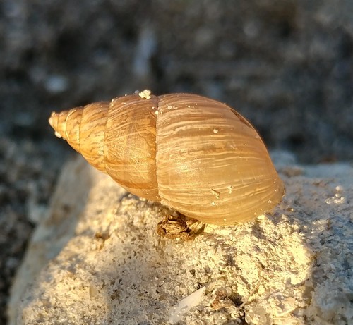 Ghost Bulimulus