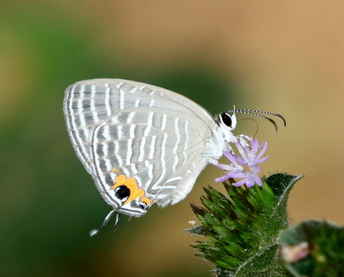 Jamides celeno (Cramer, 1775)