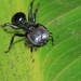 Cephalotes alfaroi - Photo (c) Johannes, all rights reserved, uploaded by Johannes
