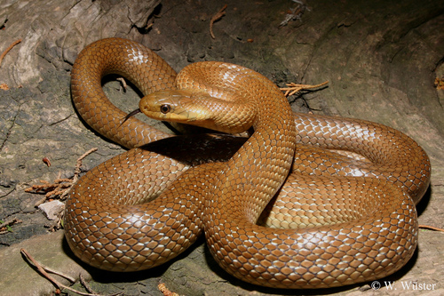 Aesculapian Snake