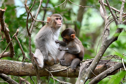 Rhesus Macaque