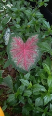 Caladium bicolor image