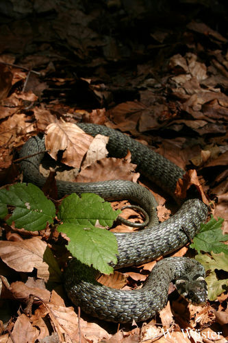 Bjelouška (Natrix natrix)
