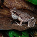 Side-spotted Swamp Frog - Photo (c) Natthaphat Chotjuckdikul, all rights reserved, uploaded by Natthaphat Chotjuckdikul