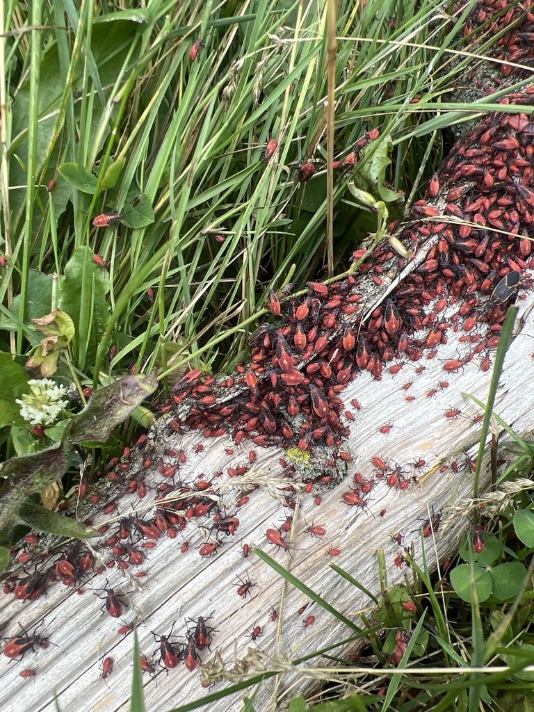 Eastern Boxelder Bug from Whitefish Park, Port Washington, WI, US on ...