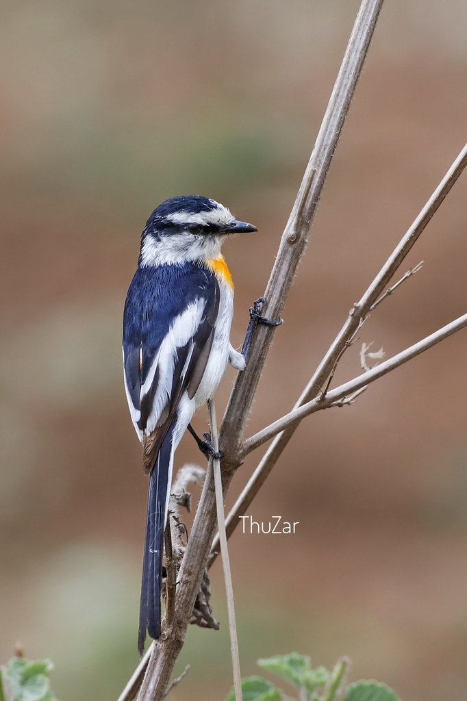 Jerdon's Minivet photo