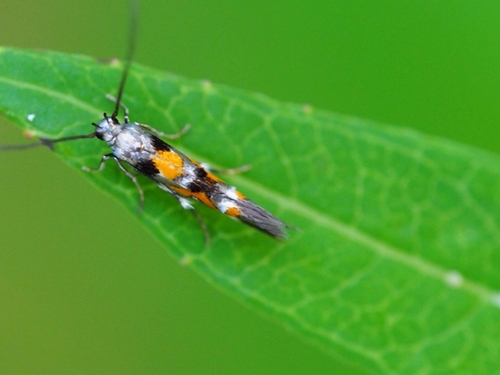 Mompha locupletella (Denis & Schiffermüller), 1775