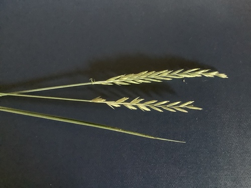 Paprastasis varputis nuotrauka