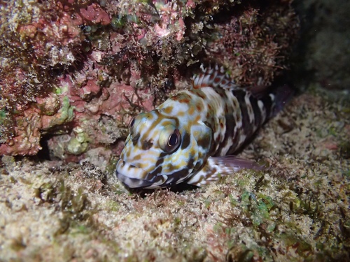 Stocky Hawkfish