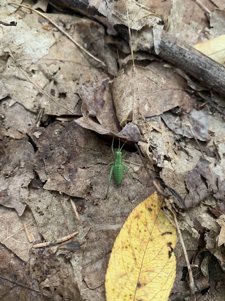 Scudder's Bush Katydids from Marcellus, NY, US on July 12, 2023 at 11