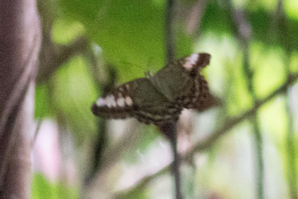 Parthenos From Talasea District Papua New Guinea On July 25 2017 At 