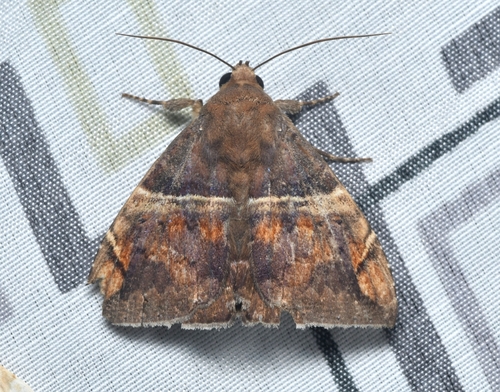 Ophisma variata