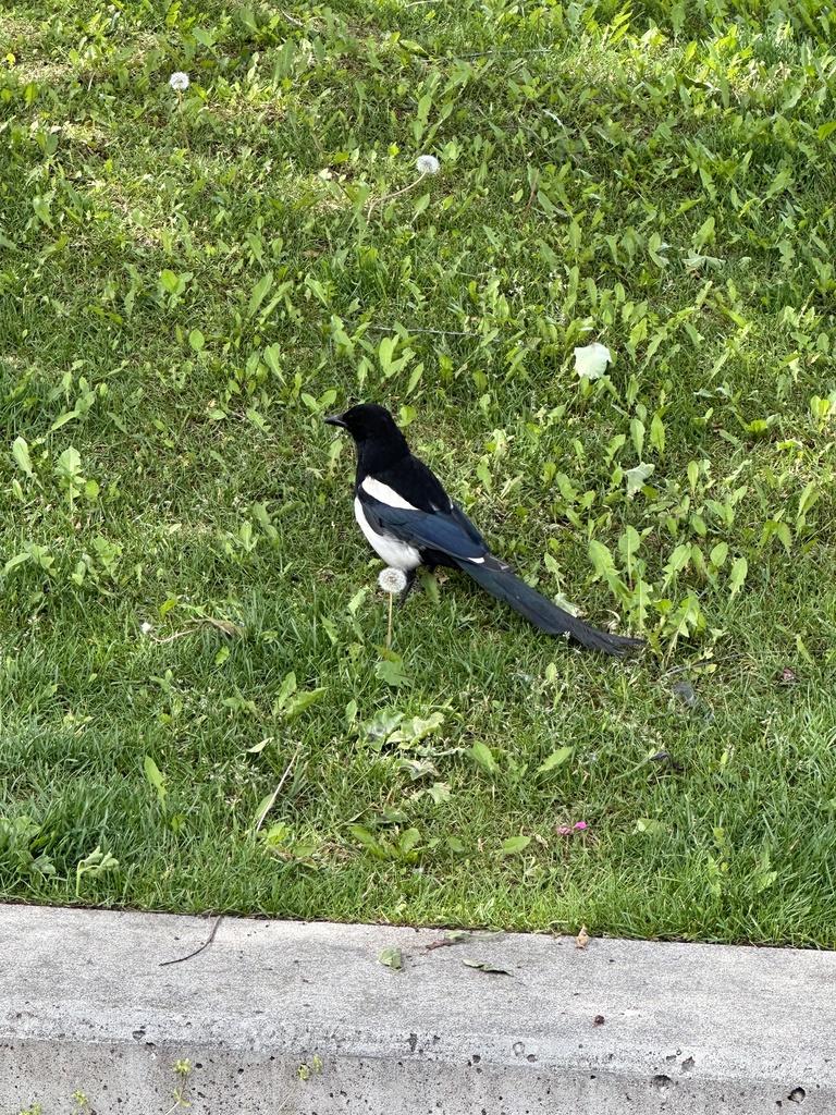 Black-billed Magpie from Town Square Park, Anchorage, AK, US on July 12 ...