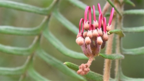 Grevillea caleyi · iNaturalist United Kingdom