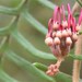 Grevillea caleyi - Photo (c) peterzoo, όλα τα δικαιώματα διατηρούνται, uploaded by peterzoo