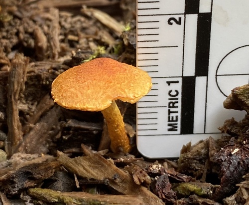 Pholiota