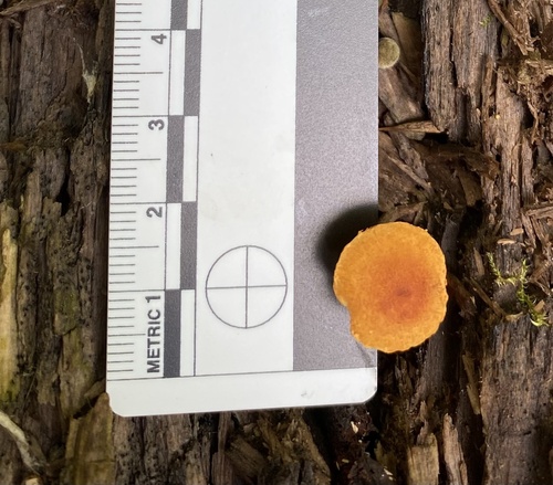Pholiota (Photo 2 of 7)