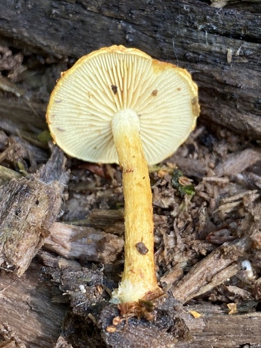 Pholiota (Photo 3 of 7)