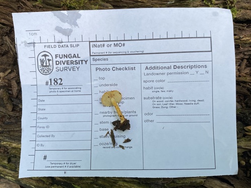 Pholiota (Photo 7 of 7)