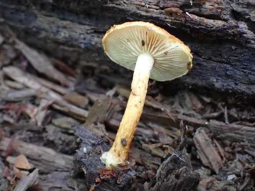 Pholiota (Photo 4 of 7)