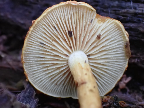 Pholiota (Photo 5 of 7)