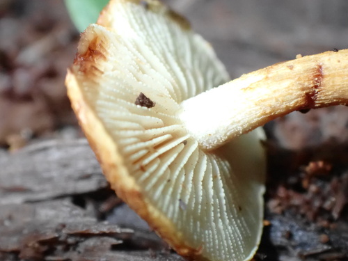 Pholiota (Photo 6 of 7)