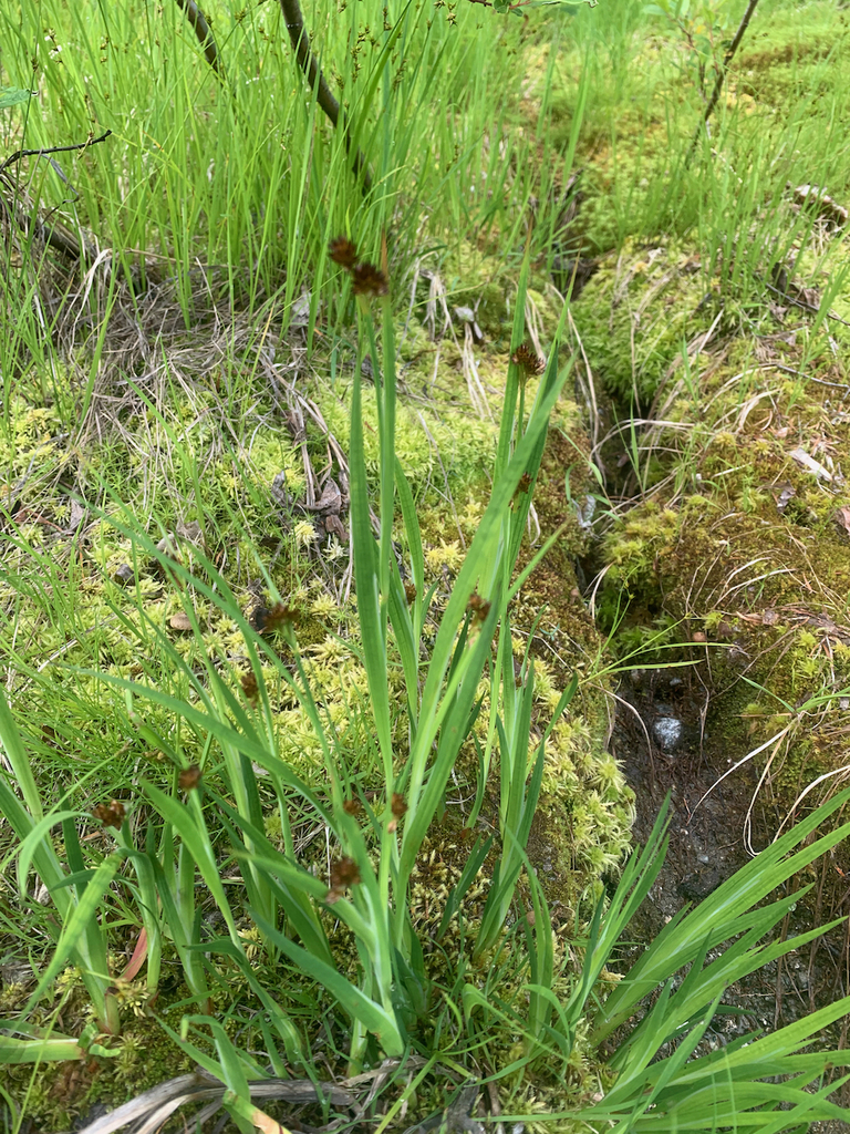 Rand Rudland dagger rush from Tetrahedron Provincial Park, SCRD, BC, Canada on July ...