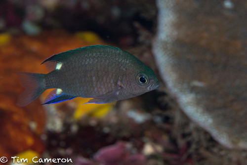 Chromis elerae
