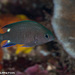 Twinspot Chromis - Photo (c) Tim Cameron, all rights reserved, uploaded by Tim Cameron
