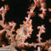 Observation photo