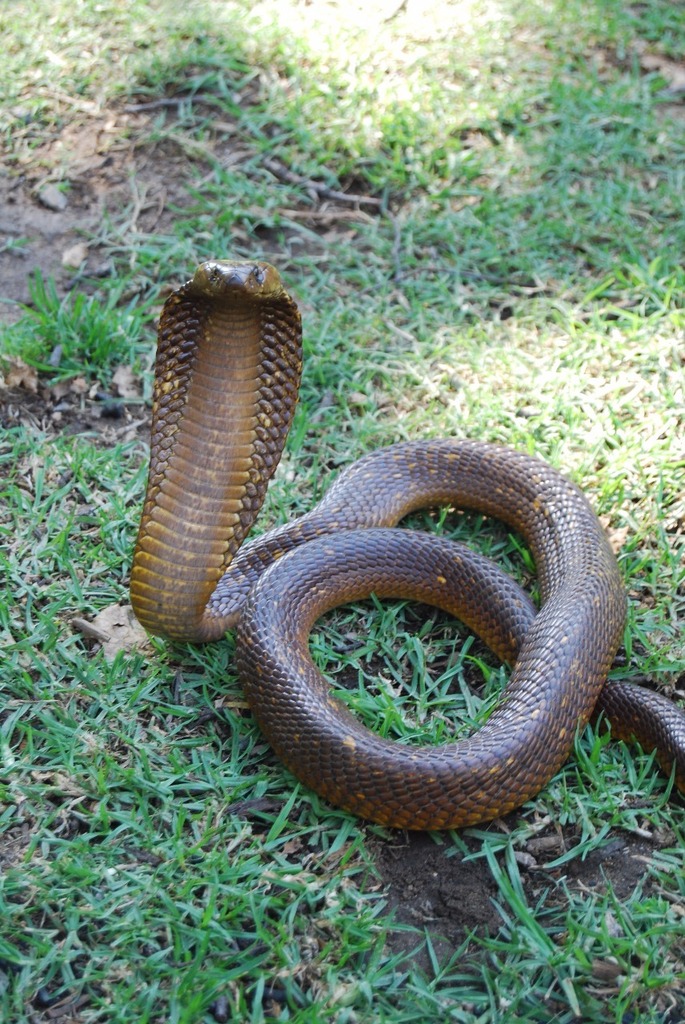 Cape Cobra from Paradyskloof, Stellenbosch, 7600, South Africa on ...