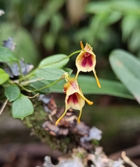 Masdevallia molossoides image