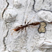 Pseudomyrmex cubaensis - Photo (c) Jay L. Keller, kaikki oikeudet pidätetään, lähettänyt Jay L. Keller