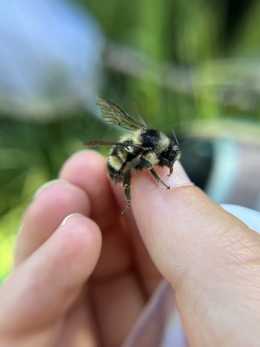 iNaturalist observation photo of Yellow-fronted Bumble Bee