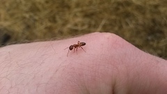 Camponotus snellingi image
