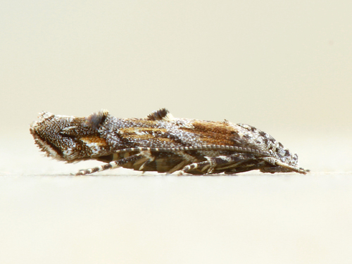 Mompha capella