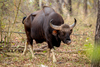 Gaur - Photo (c) Håvard Rosenlund, all rights reserved, uploaded by Håvard Rosenlund