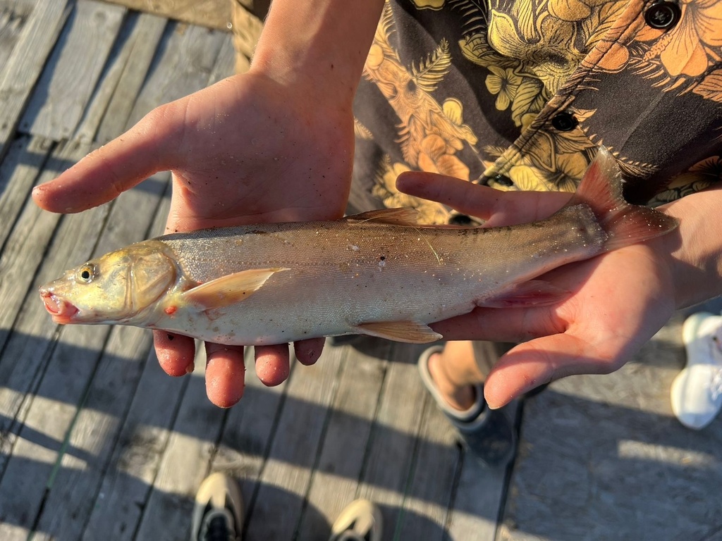 Schizothorax intermedius from ИссыкКуль, ИссыкКуль, KG on July 11