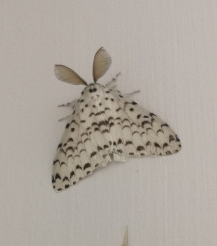 Lymantria buruensis