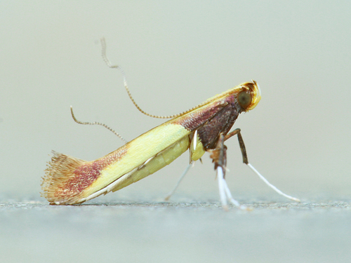 Caloptilia superbifrontella (Clemens, 1860)