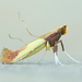 Witch-hazel Caloptilia - Photo (c) Michael King, all rights reserved, uploaded by Michael King