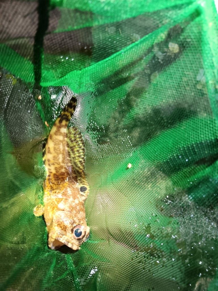 Darwin Jawfish from Channel Island NT 0822, Australia on July 5, 2023