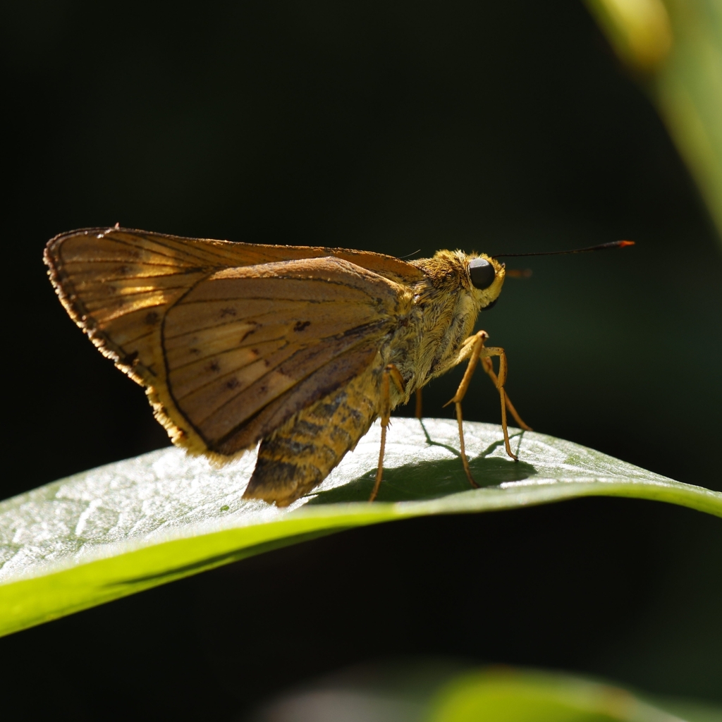 Plain Palm-Dart from 香港山頂 on July 13, 2023 at 02:20 PM by ch87 ...