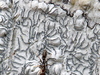 Graphis dendrogramma - Photo (c) Jay L. Keller, all rights reserved, uploaded by Jay L. Keller