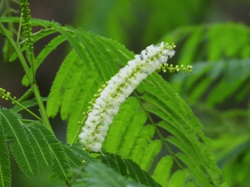 Senegalia catechu (L.f.) P.J.H.Hurter & Mabb.