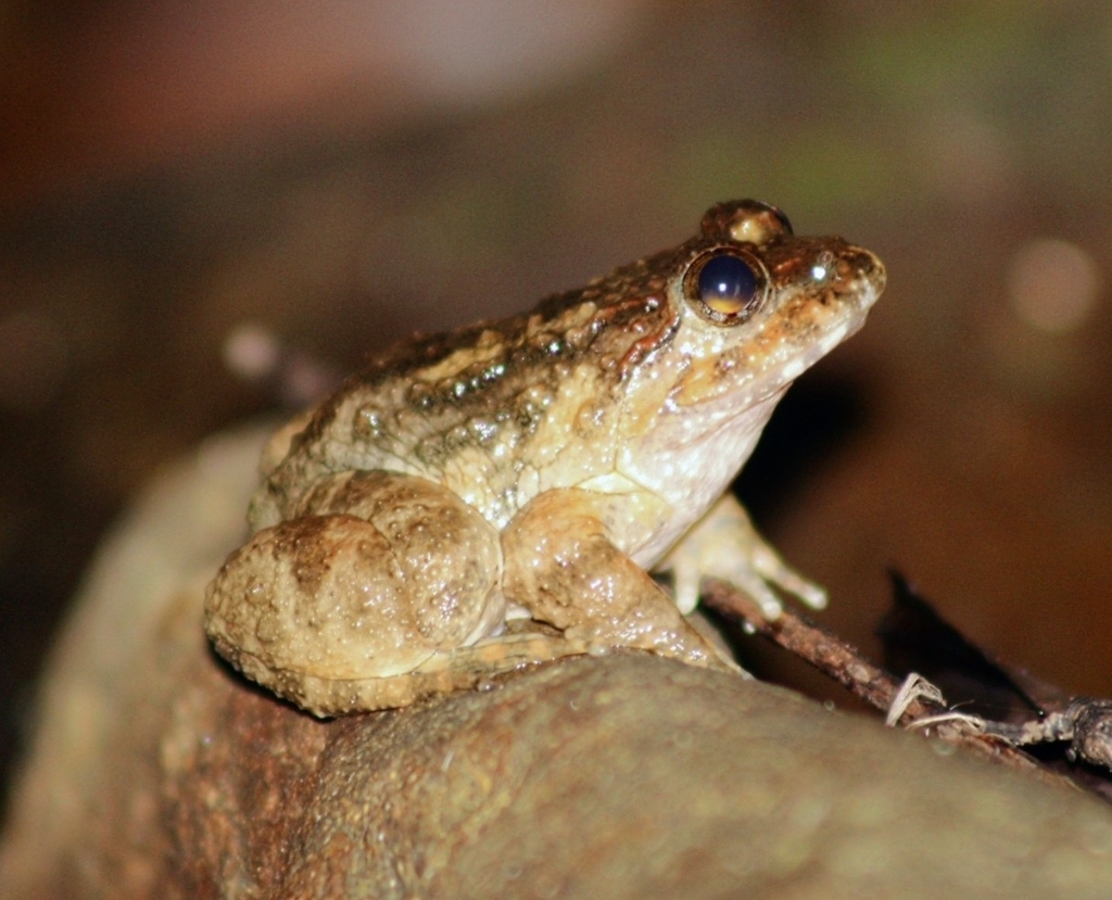 Namie's Frog In July 2023 By Dobbby · Inaturalist