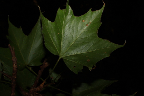 Acer amamiense