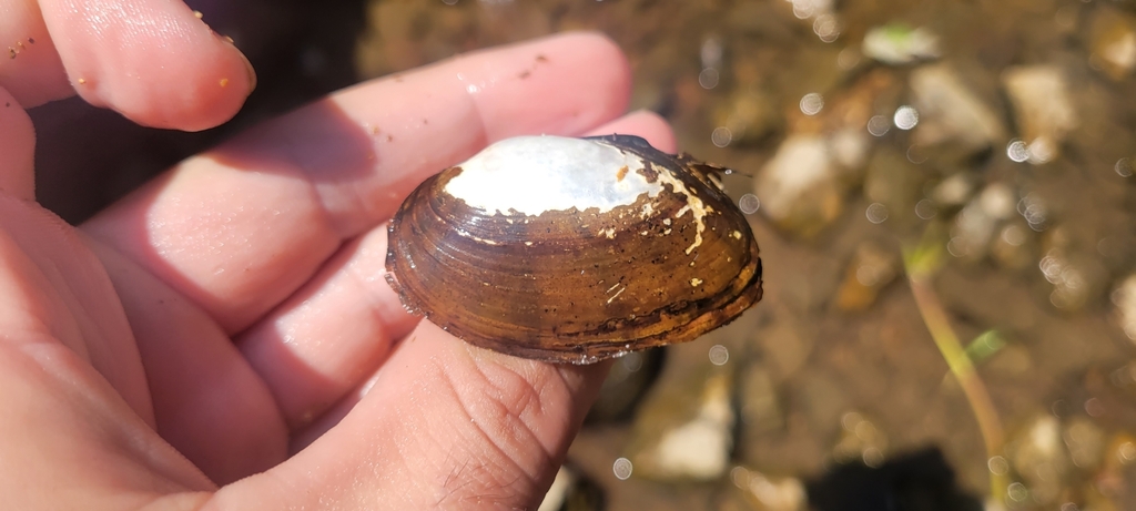 Upper Mucket Mucket from North Benton Township, MO, USA on July 10, 2023 at 03:19 PM ...