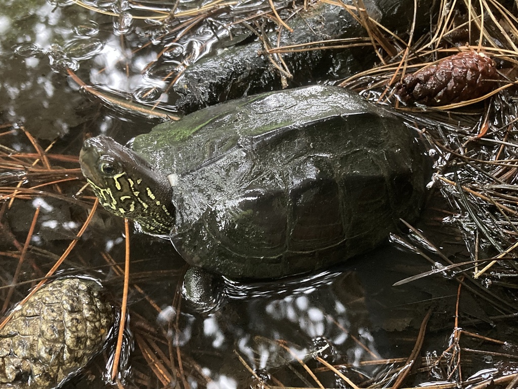 Chinese Pond Turtle in July 2023 by Ken Kwak · iNaturalist