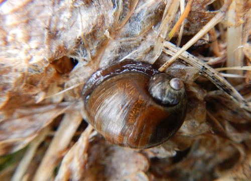 Striate Ambersnail